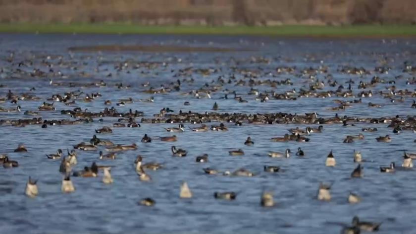 Want to Learn More About Ducks & Geese? Get Out and Watch Them!