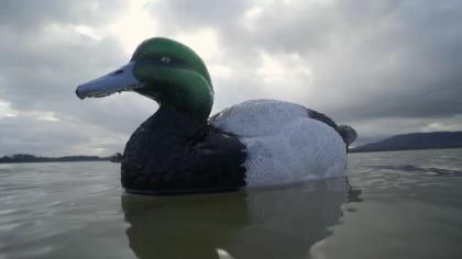 Adding honker floaters in your duck decoy spread can greatly add to your success.