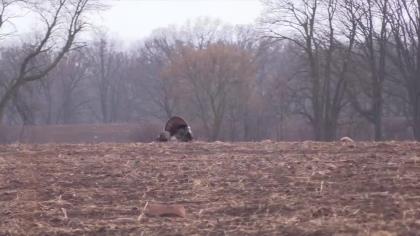 Taylor is a known turkey killer in her family, and this year is no different. After an enjoyable gobbling morning, a war...