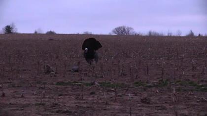 Game & Fish turkey fanatic Thomas Allen invited long-time friend and Wisconsin native Travis on his first out-of-state h...