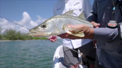 The tried-and-true Texas rig still outperforms just about any other bait when prospecting deep brush piles for bass in s...