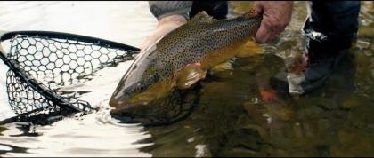 The Story of Cathy and Barry Beck 