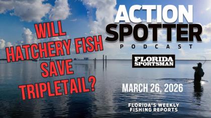 Will Hatchery Fish Save Tripletail?