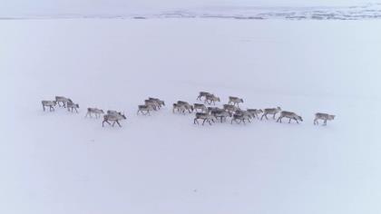 Arctic Untamed: Wolf Hunting in the White Wilderness