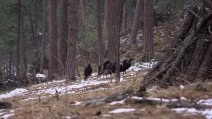 Turkey Track Club, SD Part 2