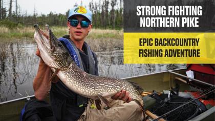 Strong Fighting Northern Pike: Epic Backcountry Fishing Adventure
