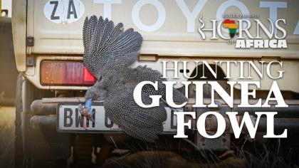 The Dinosaur Bird of Africa: An Exciting Guinea Fowl Hunt