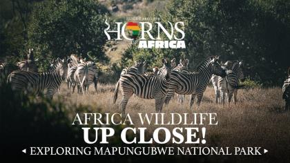 Africa Wildlife Up Close: Exploring Mapungubwe National Park