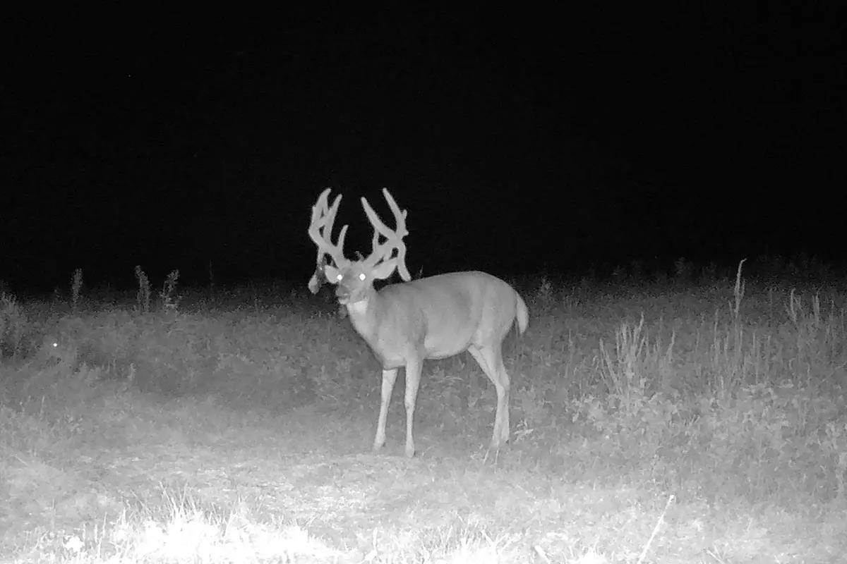 Buck on trail camera