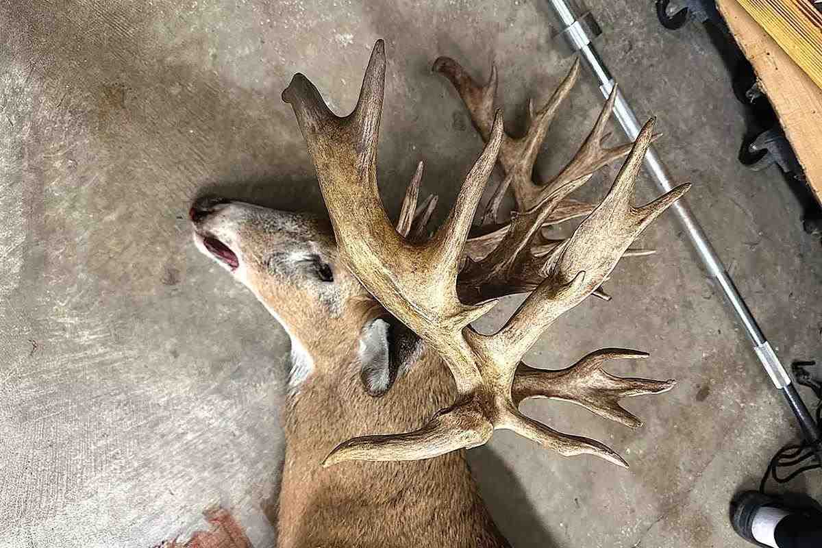 Buck rack side profile