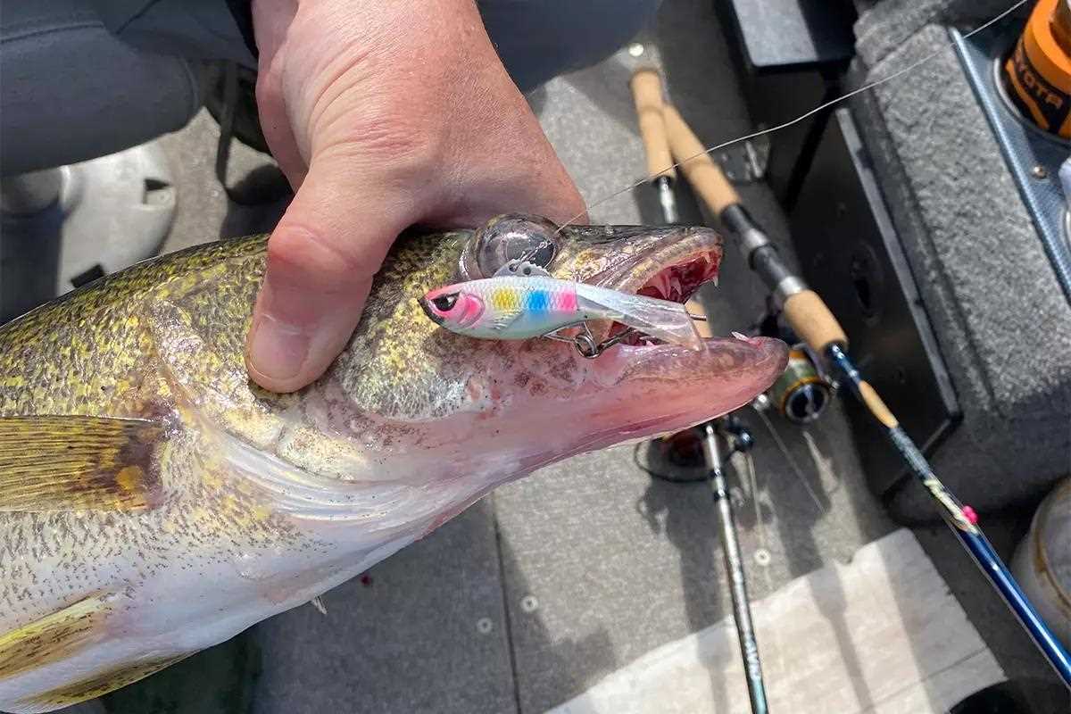 Walleye Spawn: Learn How to Catch More this Spring - Game & Fish