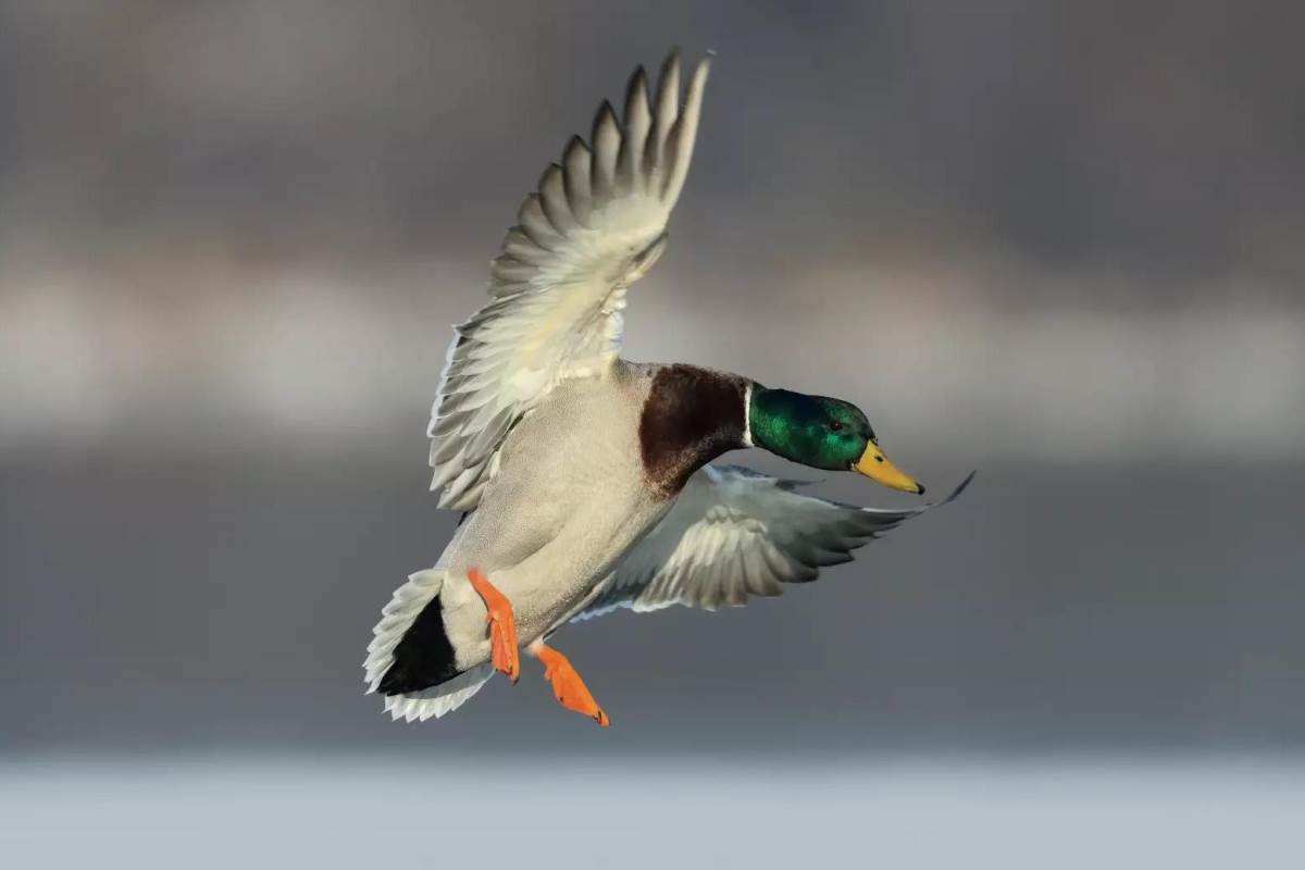 Pro Tips For Hunting Wary Mallards 