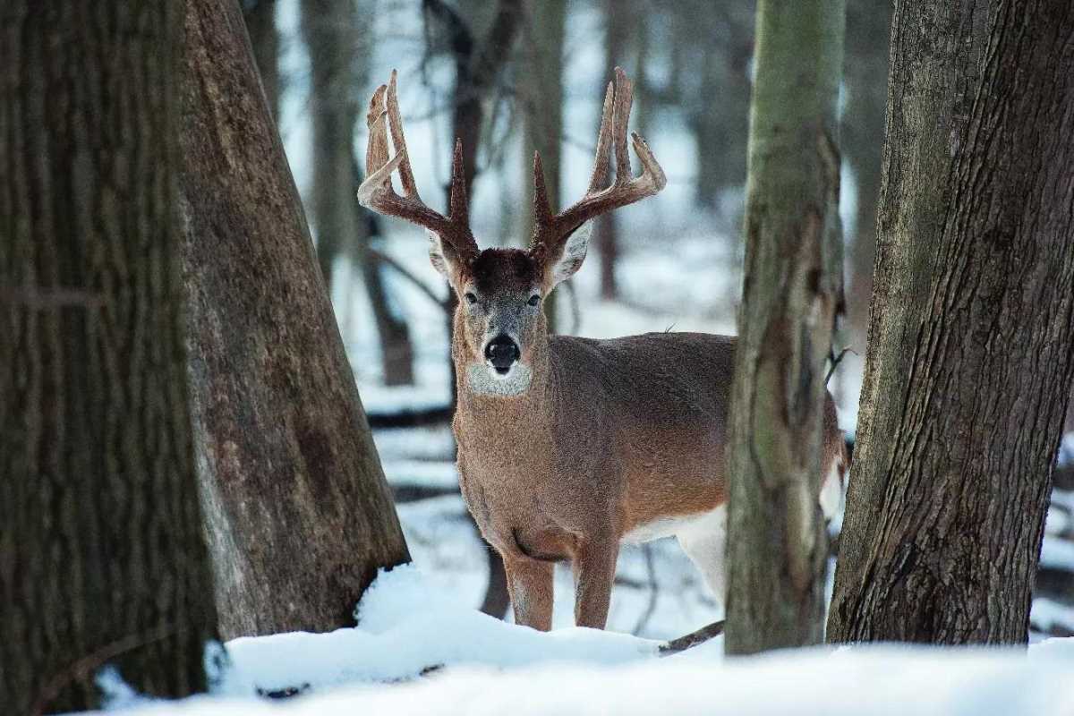 White Christmas Deer In The Background Of Snow-covered Forest