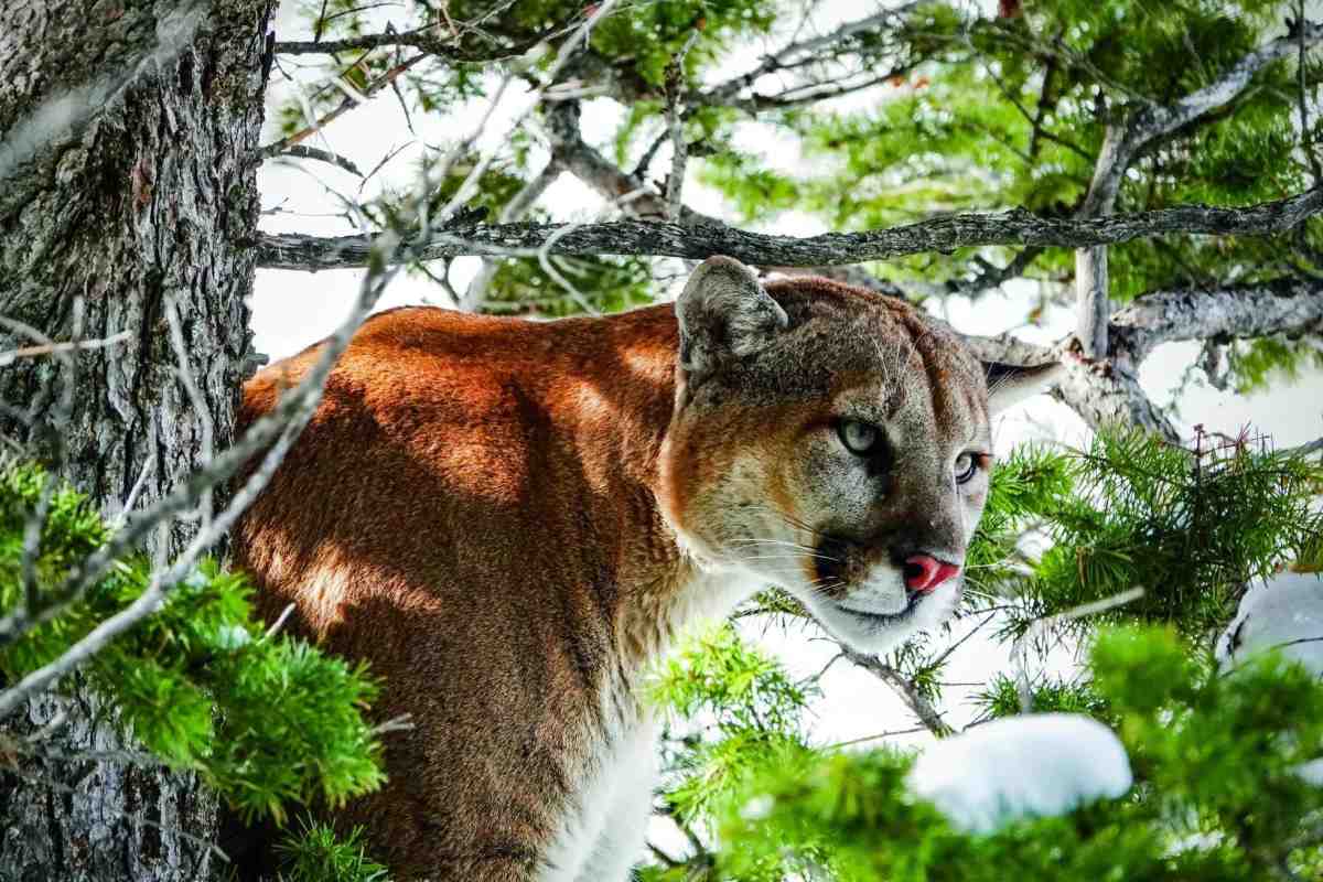 The Truth About Hunting Mountain Lions