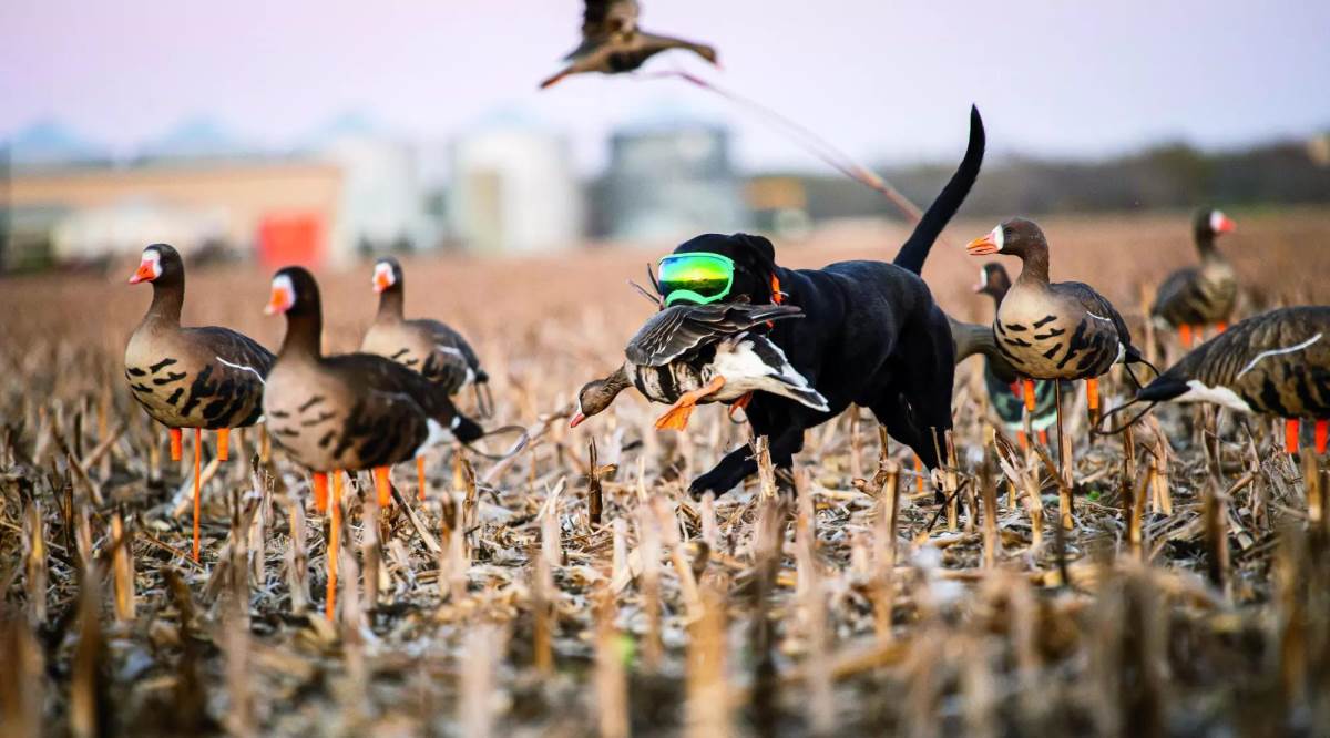 Must do's for this upcoming Waterfowl season –