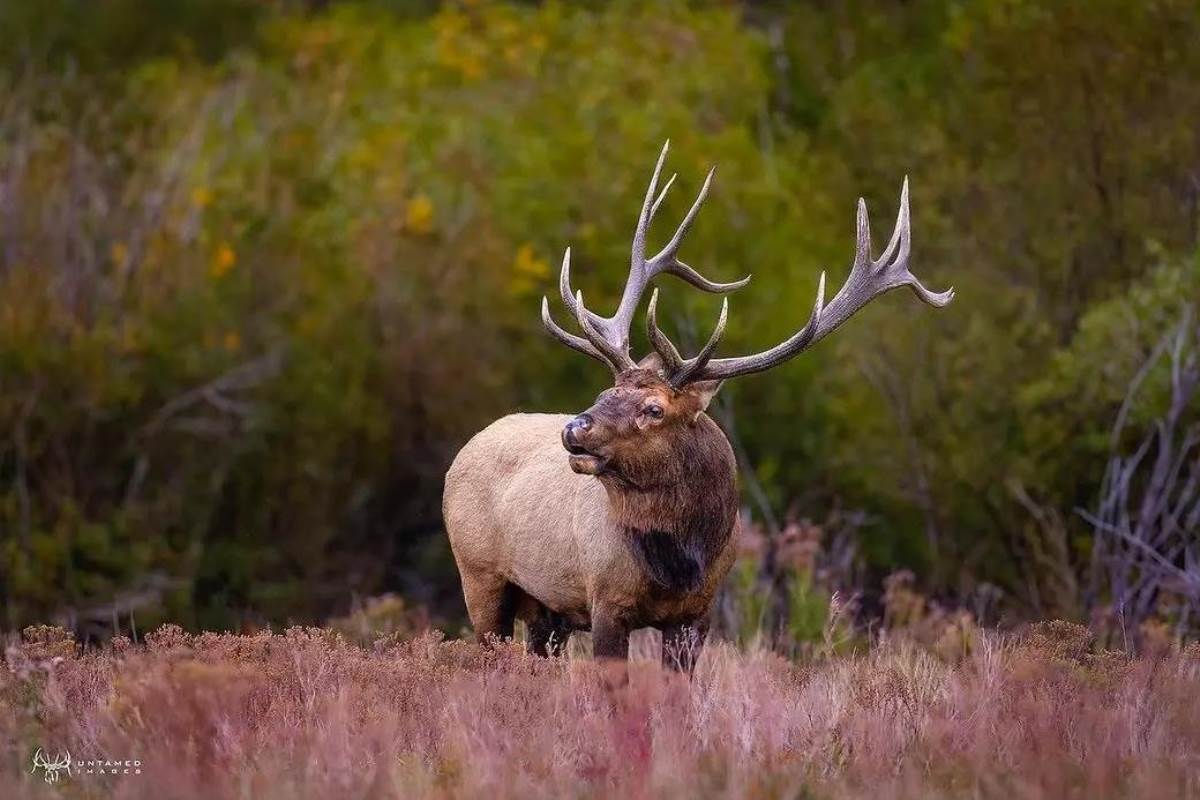 How To Hunt Elk in Wyoming This Year