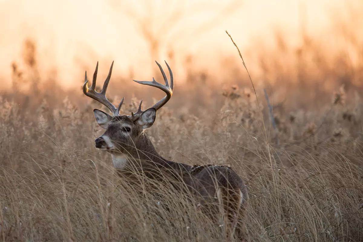 7 Steps For Late-Season Whitetails - North American Whitetail