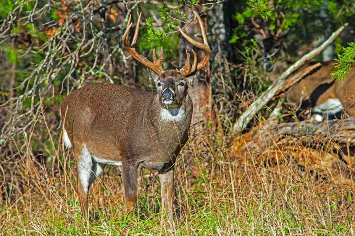 An Informative Guide to the Timing of the Southern Rut