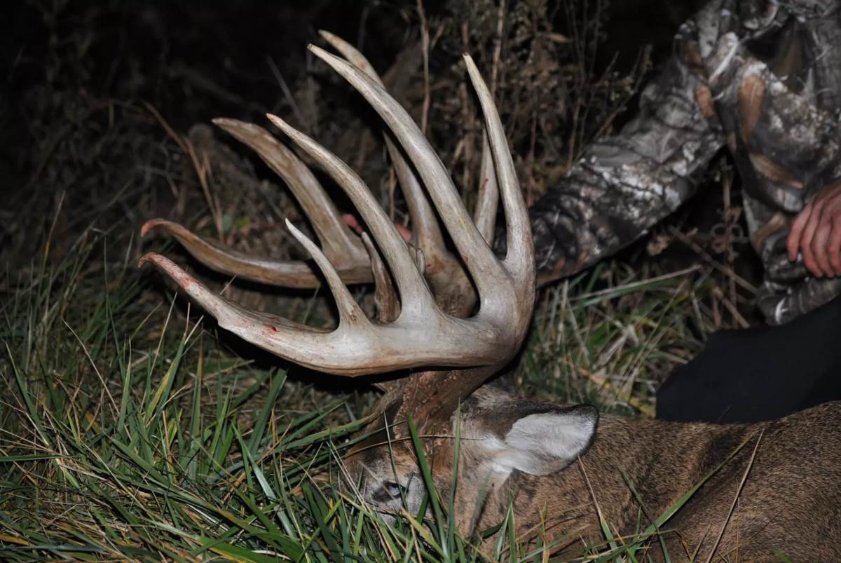 ALEXANDER THE GREAT: Is This Ohio's New State Record Typical - North  American Whitetail