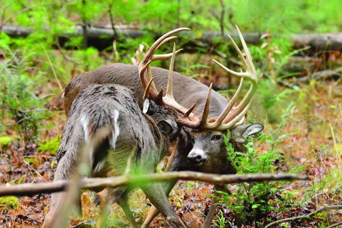 The Truth About The Two Types of Rut Bucks