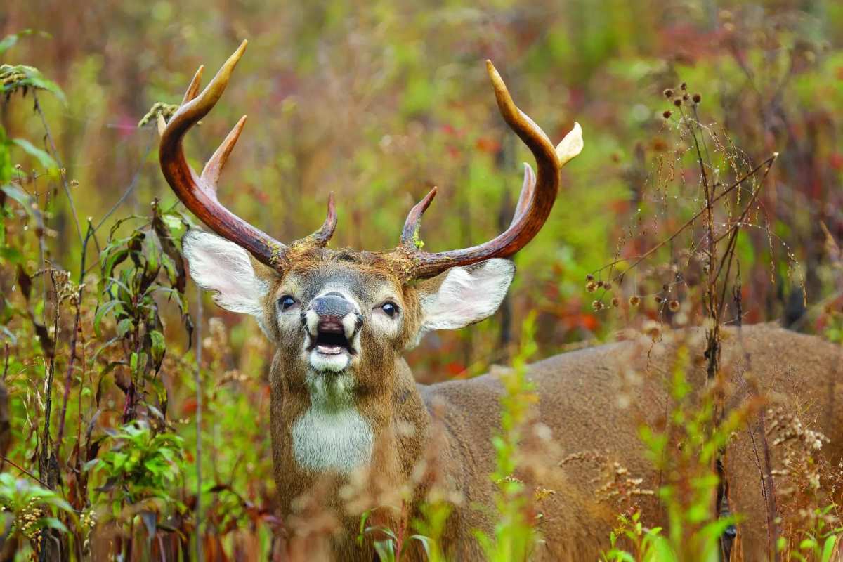 You Need To Know The Science Of The Whitetail Rut