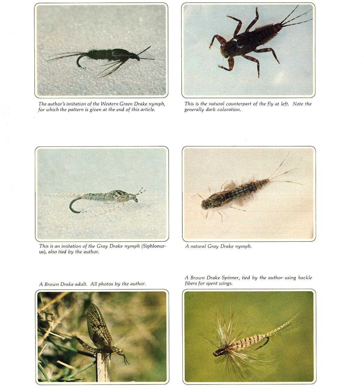 Nymphs, The Mayflies: The Major Species (Volume I) - Schwiebert