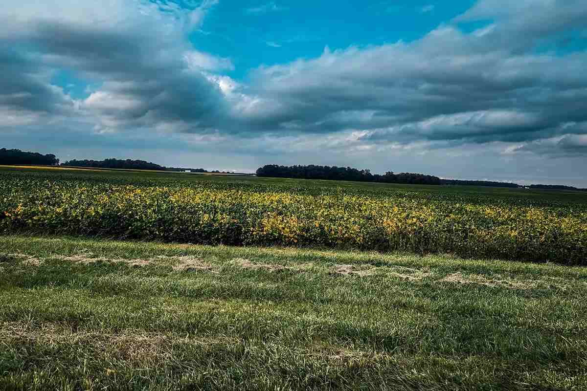 What Do Deer Eat in October? Acorns vs. Ag Fields Explained - Game & Fish