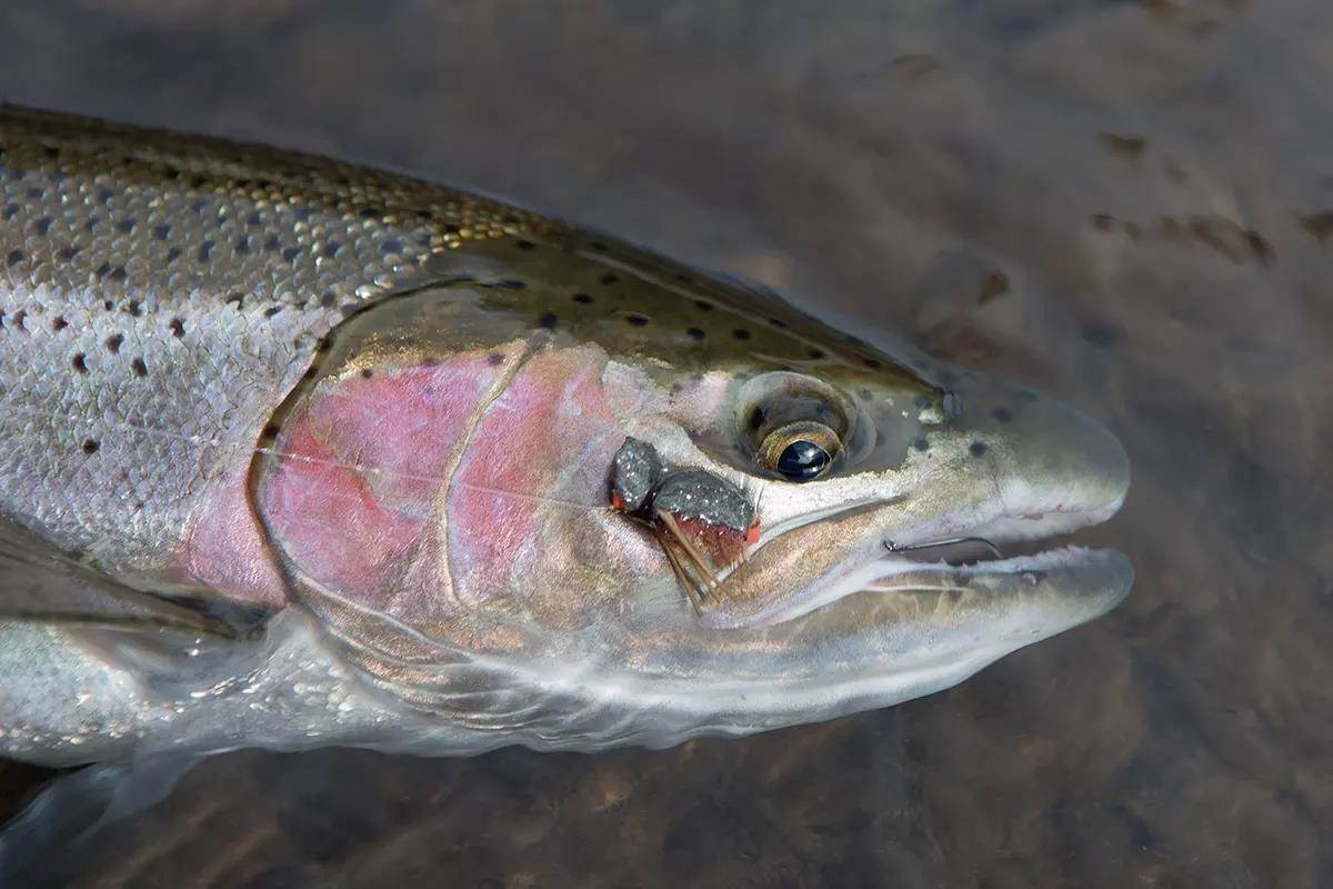 What Does This Season's El Niño Mean for Pacific Northwest S - Fly Fisherman