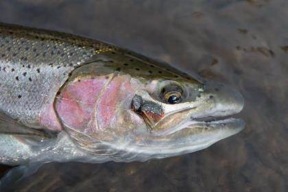All The Reasons to Fish for Reel-Screaming Spring-Run Great - Fly