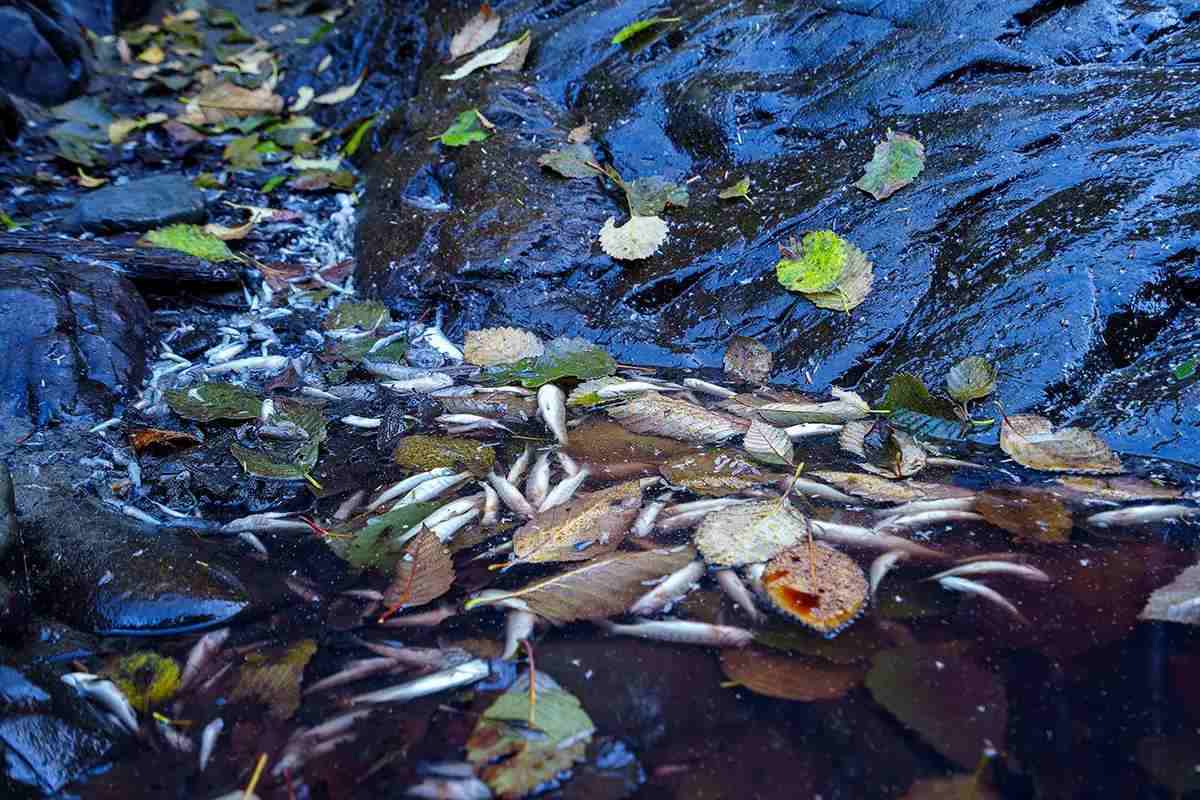 An eddy on a river full of leaves and dead salmon smolt. 