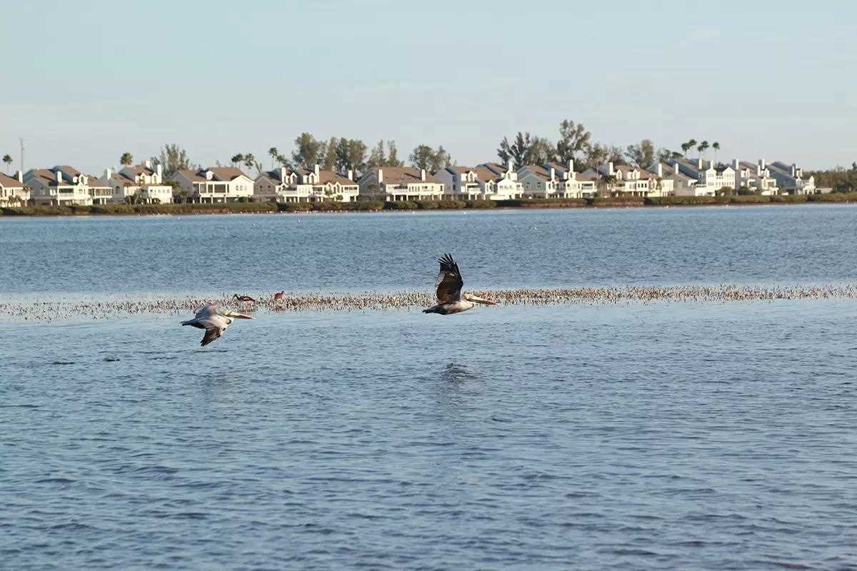 Two brown pelican in flight low to the water