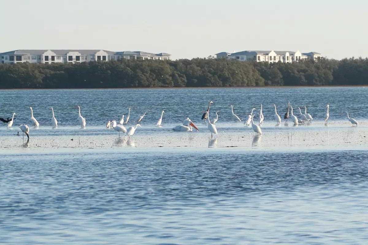 Great egrets, great blue herons, a white pelican (orange beak at center) and other birds forage on a low-tide grassflat.