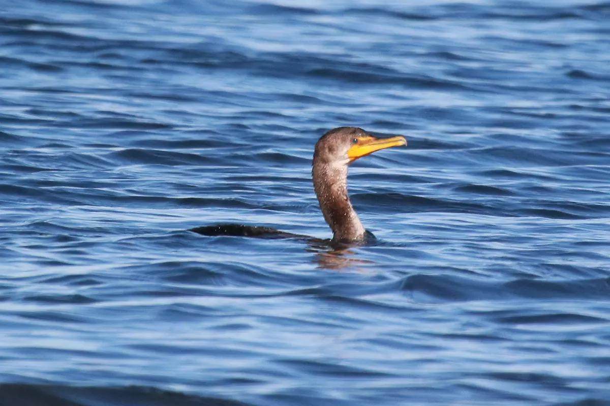 Cormorant swimming