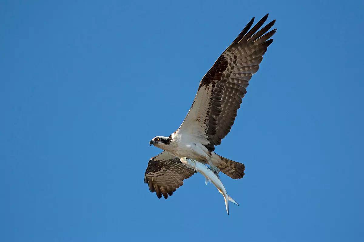 Osprey flying with fish in talons