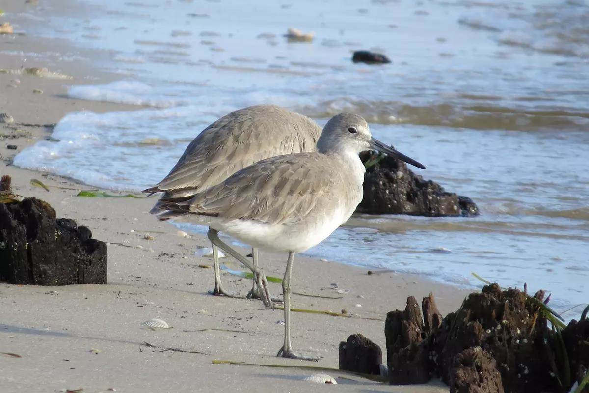 Two willet birds