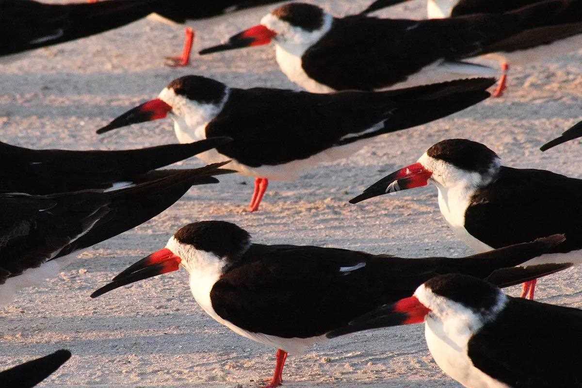 Black skimmer resting on beach