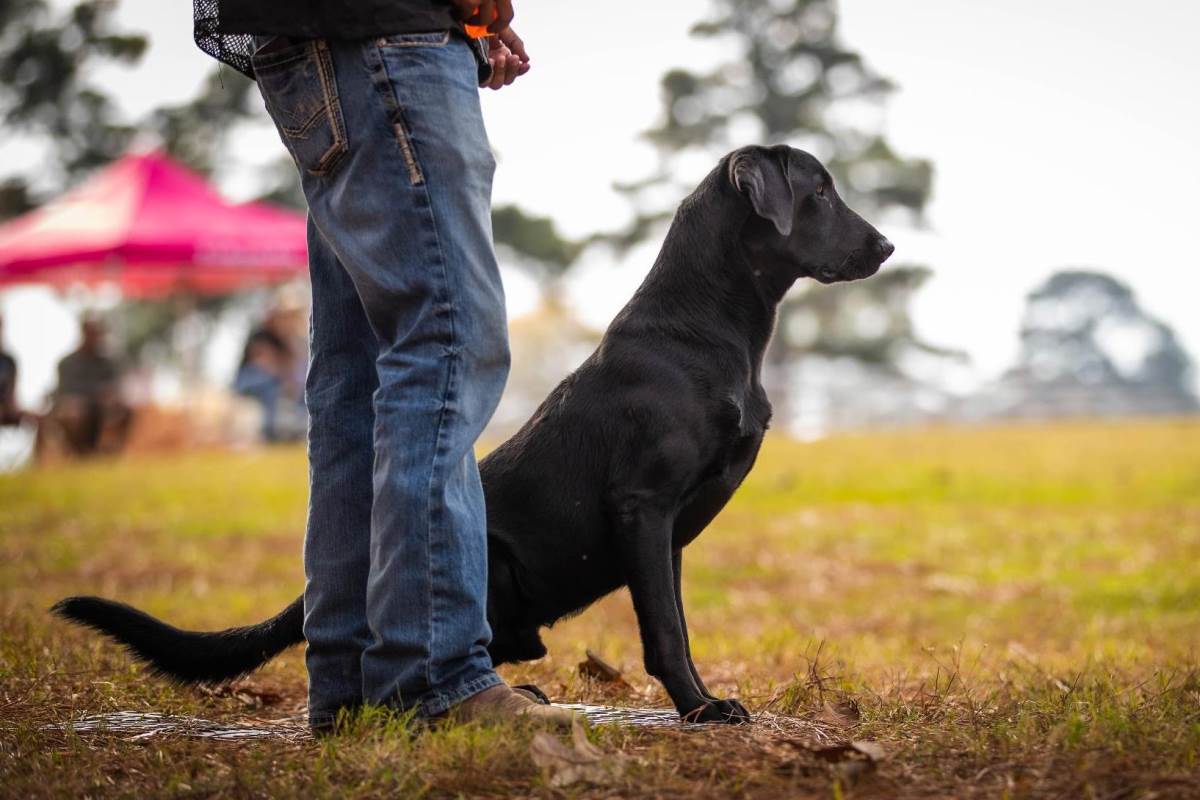 What is a Retriever Hunt Test, and Is It For You?