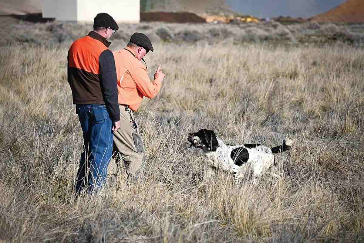 A springer spaniel retrieves a chukar to it's handler.