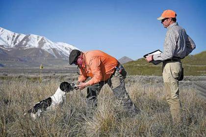 A springer sits while giving a retrieved bird to its handler as a judge carrying a clipboard watches.