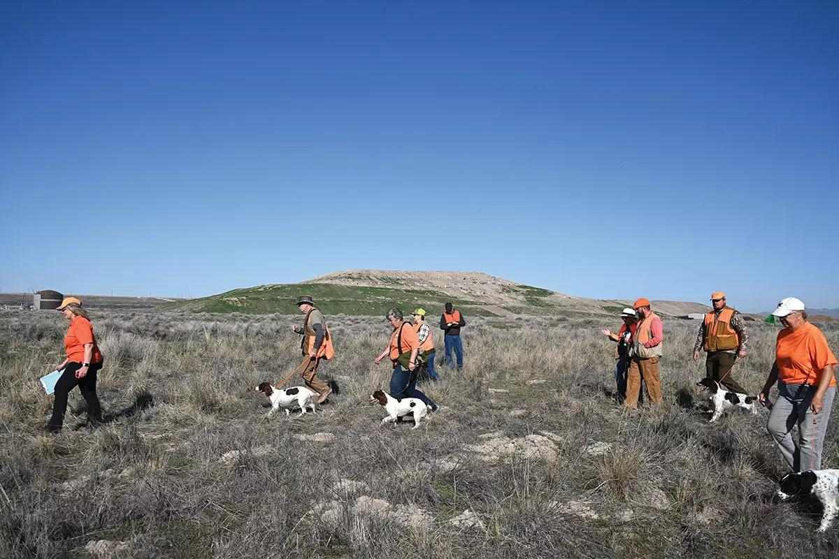 A group of handlers and their dogs walk through a gras field.