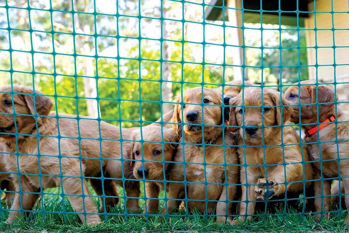 A litter of golden retriever puppies at a green fence.