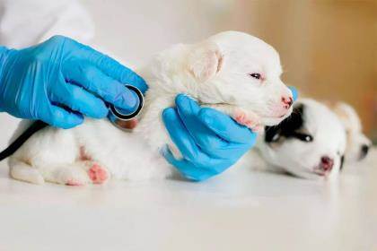 A pair of gloved hands hold a white puppy checking its hear and breathing with a stethascope.