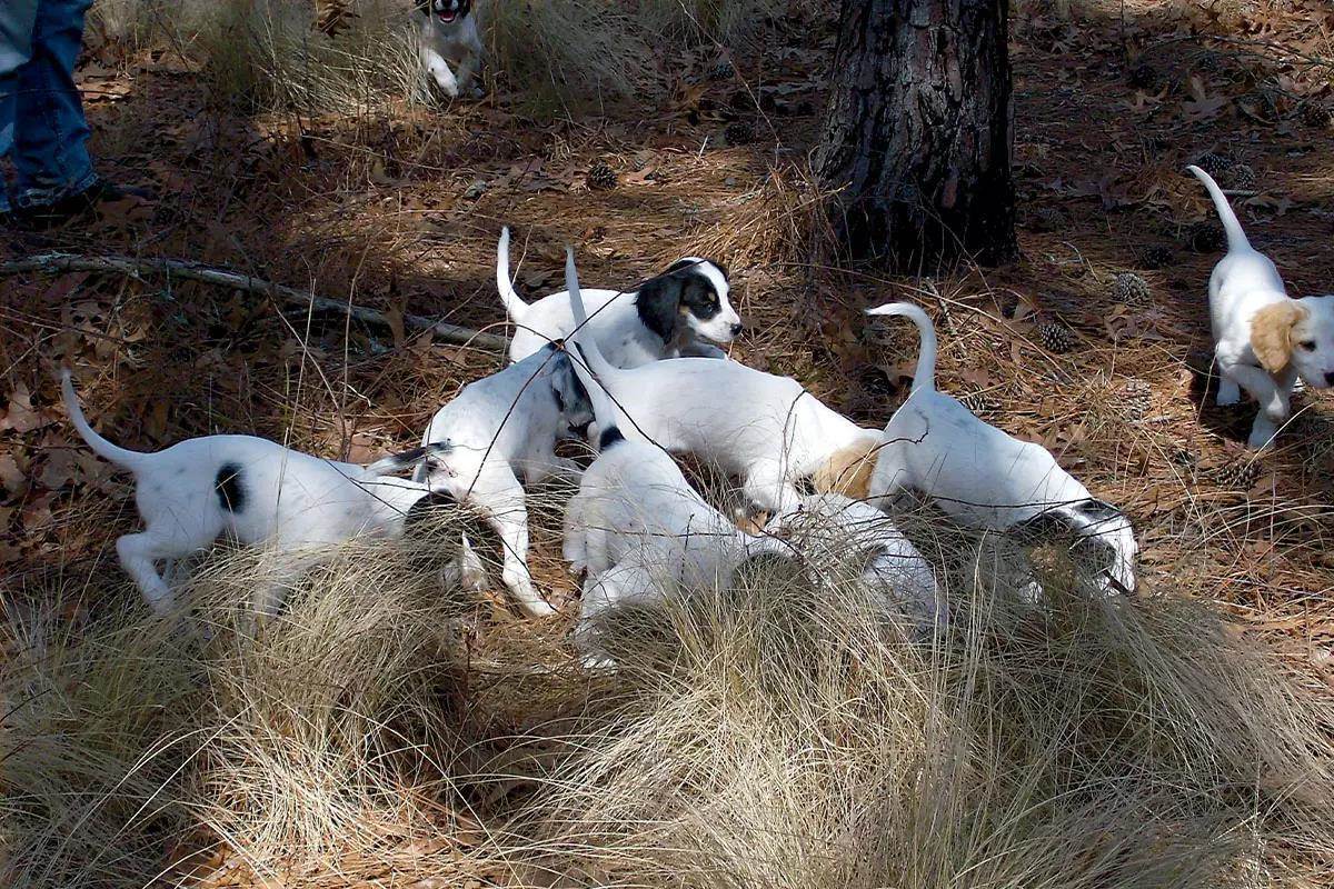 A group of English Pointer puppies run through the woods and grass.