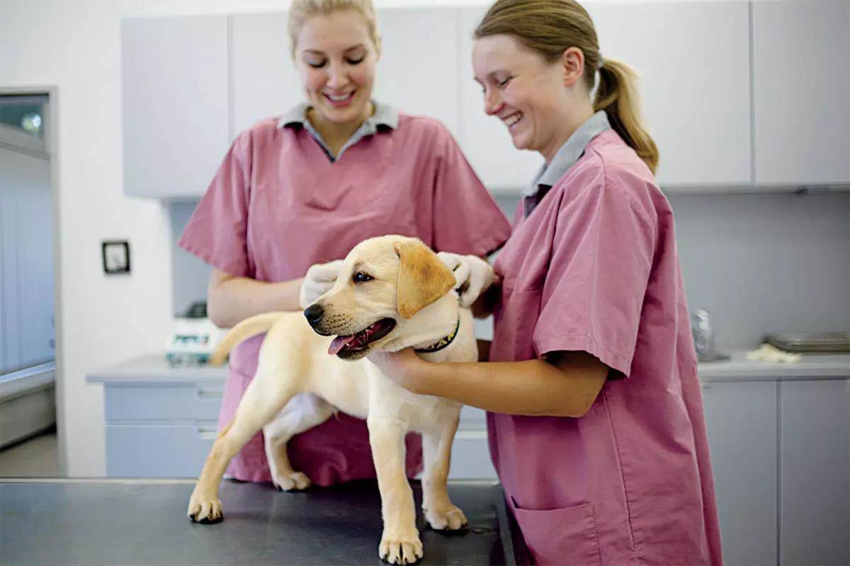 Two vet techs in a vet office examine a yellow lab puppy.