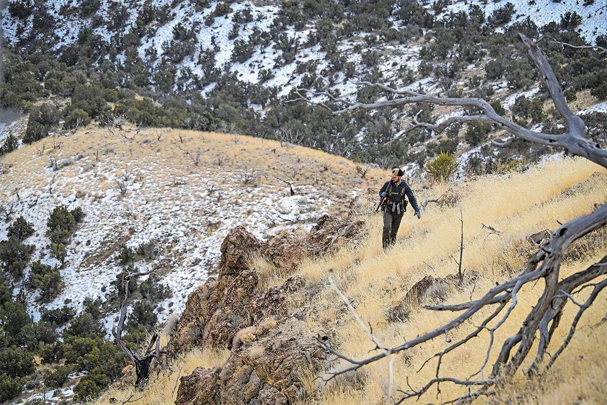 A chukar hunter hikes up a yellow grass mountainside with cedar trees in the background.