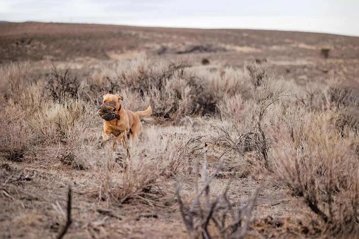 A yellow lab retrieves a Hungarian partridge through a sage brush landscape.