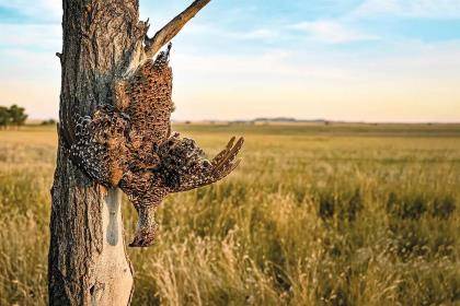 A sharp-tailed grouse hands from a fence post in front of an open prairie.