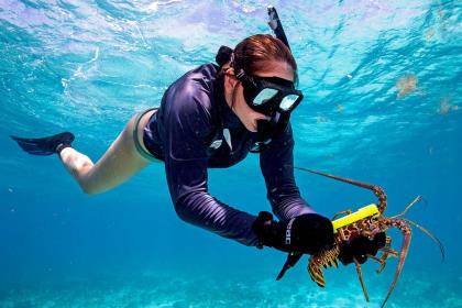 diver measures lobster underwater in crystal blue water