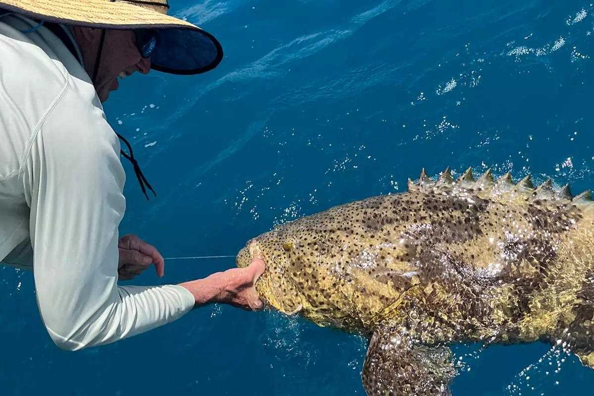 What You Need to Know for the 2024 Goliath Grouper Season