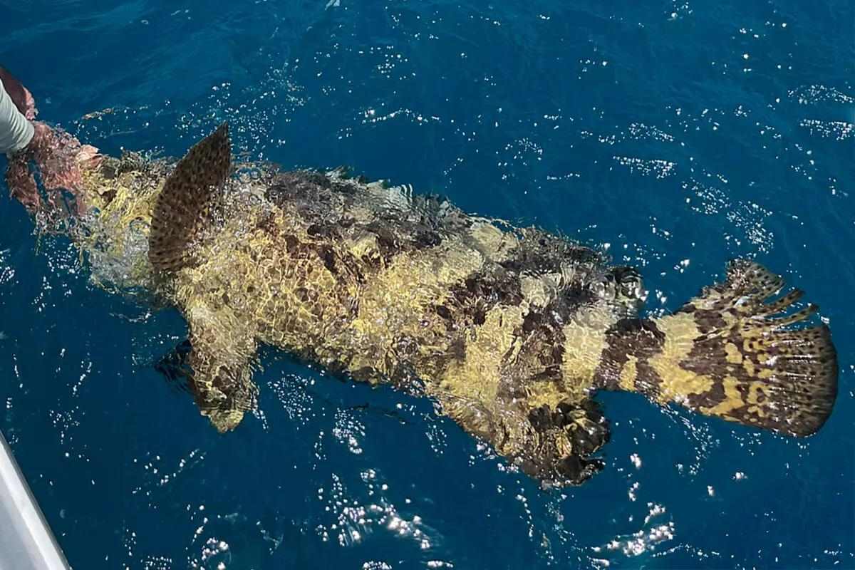 What You Need to Know for the 2024 Goliath Grouper Season Florida